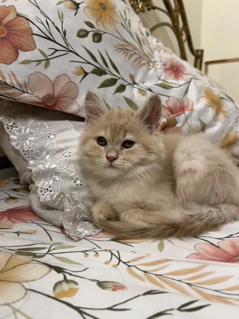 persian kitten for sale — photo 6