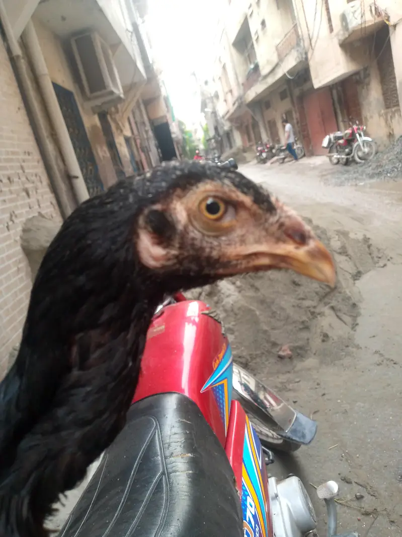 SHAMO CHICK — photo 3