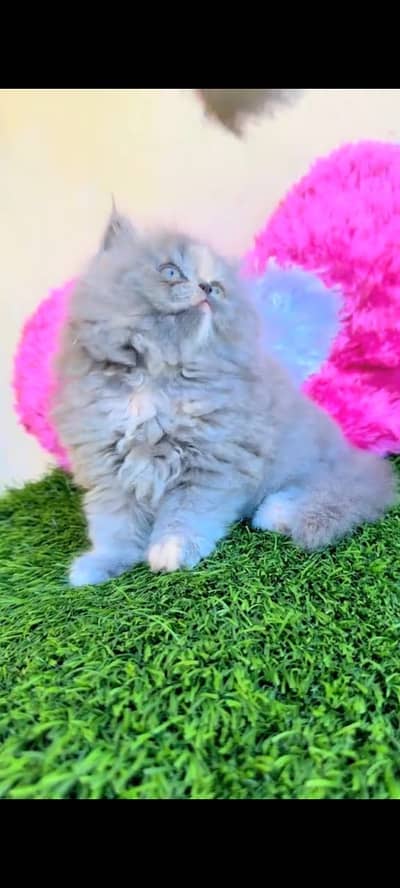 Quality Persian Punchface cat & kitten. moreWhatsApp 03714663282