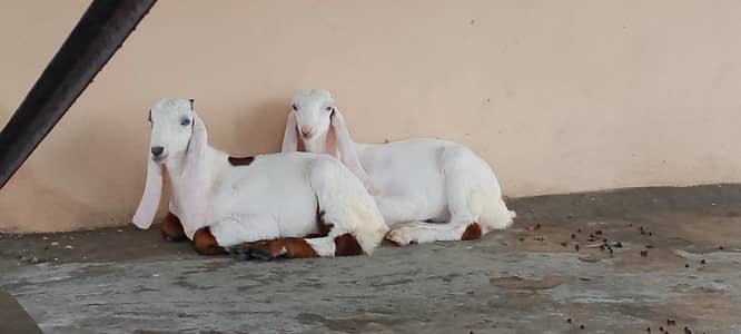 Rajanpuiry Pair