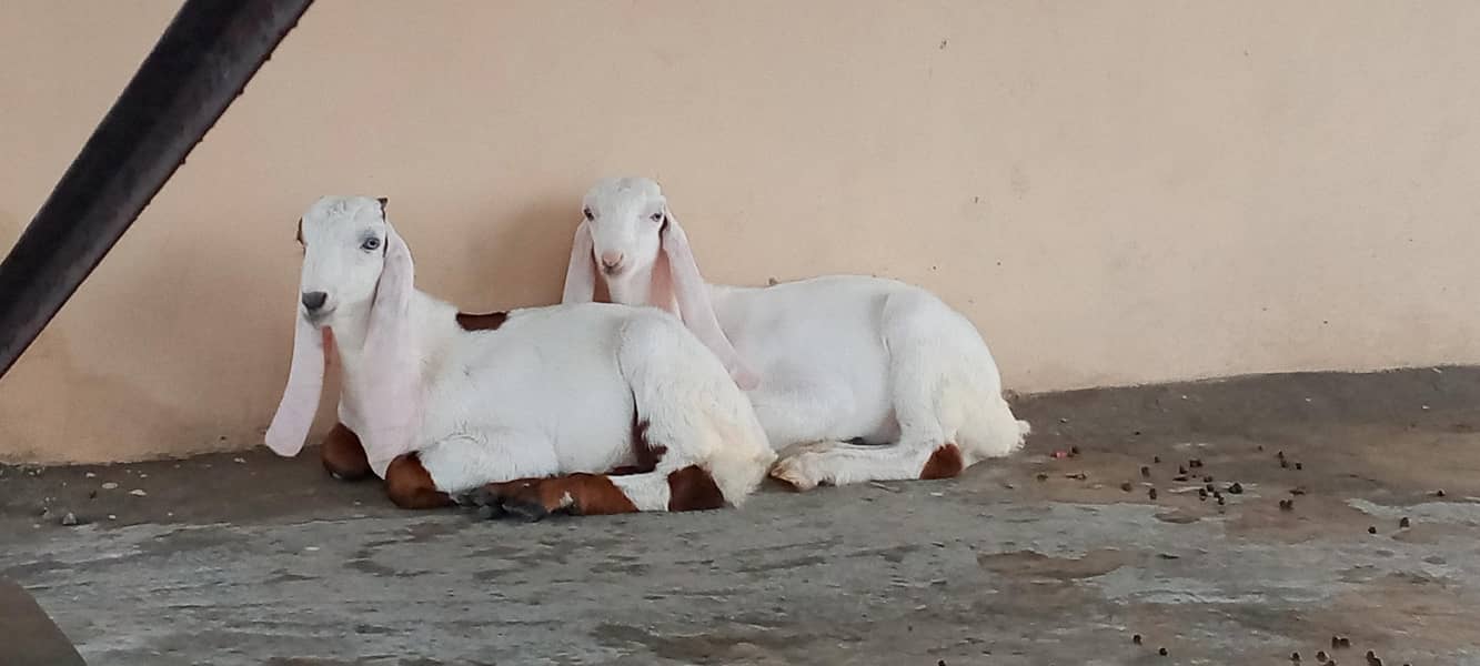 Rajanpuiry Pair 0