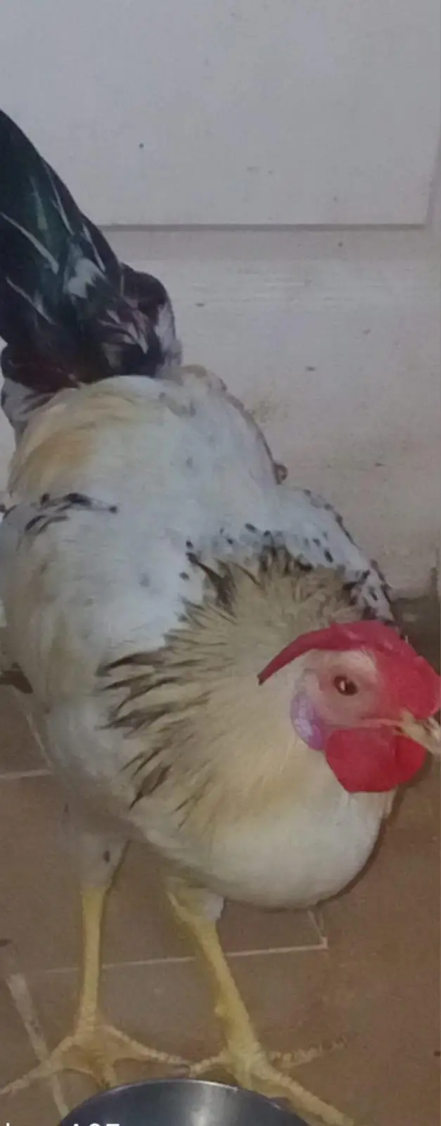 1 anday wali Murghi 1 male pattha — photo 2