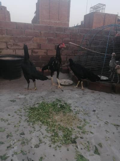 3 aseel murga