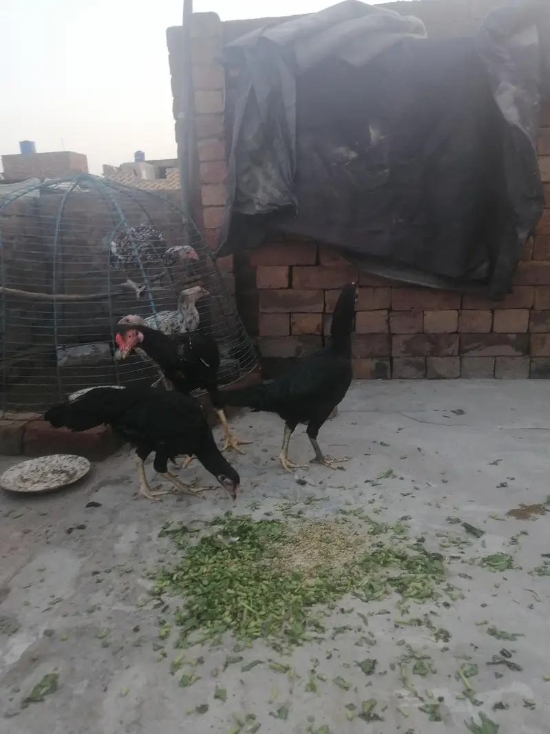 3 aseel murga — photo 2
