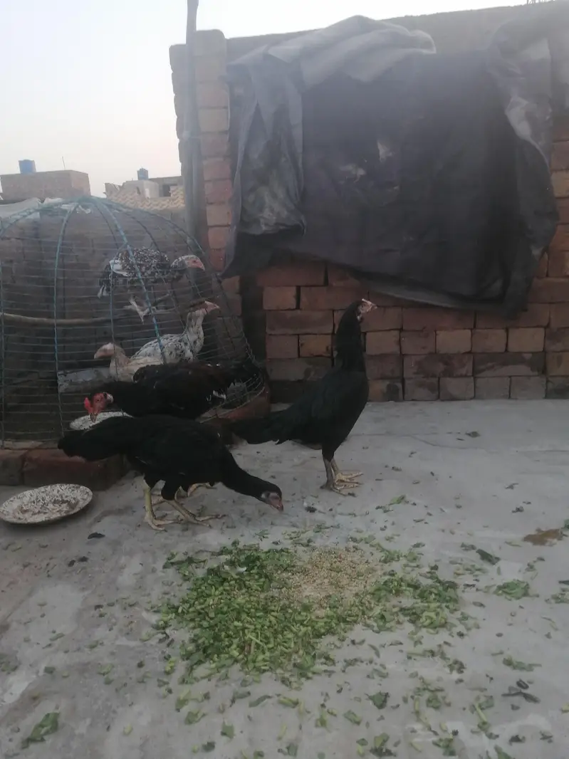 3 aseel murga — photo 3
