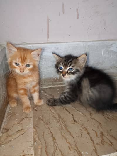 Persian cat kittens long coated fluffy hairs hai healthy