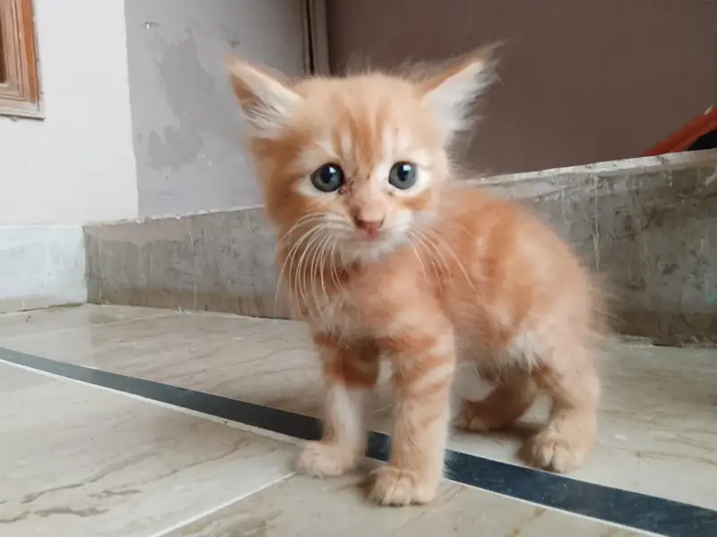 Persian cat kittens long coated fluffy hairs hai healthy — photo 2