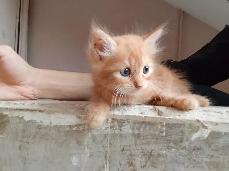 Persian cat kittens long coated fluffy hairs hai healthy — photo 3