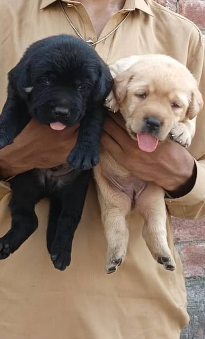 Top quality Labrador puppy looking for new home