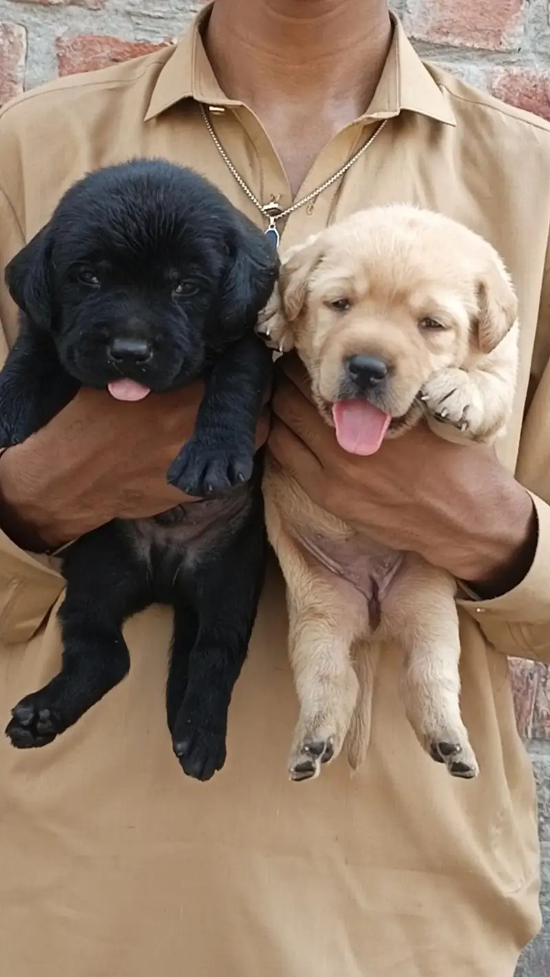 Top quality Labrador puppy looking for new home — photo 2