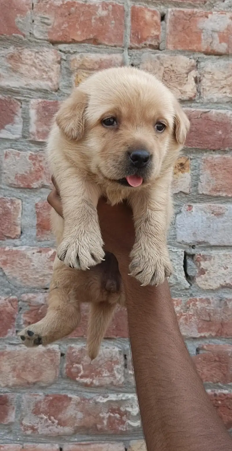 Top quality Labrador puppy looking for new home — photo 3