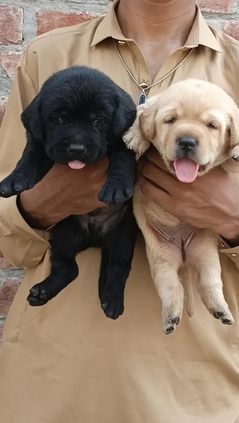 Top quality Labrador puppy looking for new home — photo 4