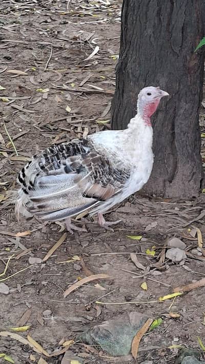 Turkey Birds
