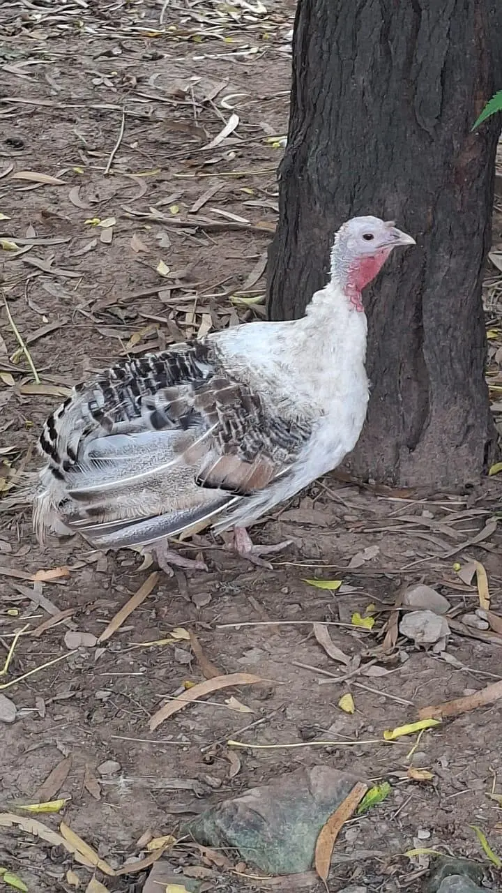 Turkey Birds — photo 2