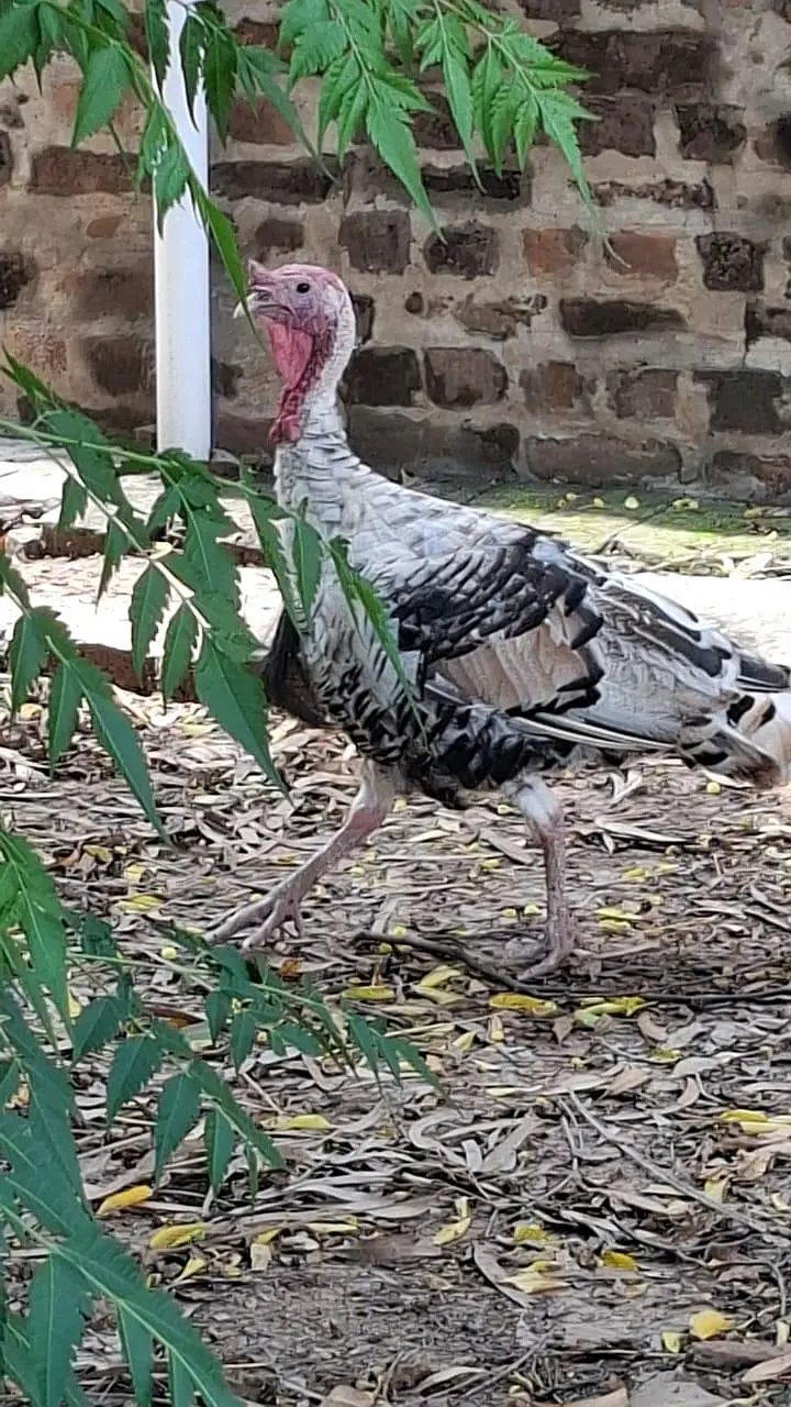 Turkey Birds — photo 3