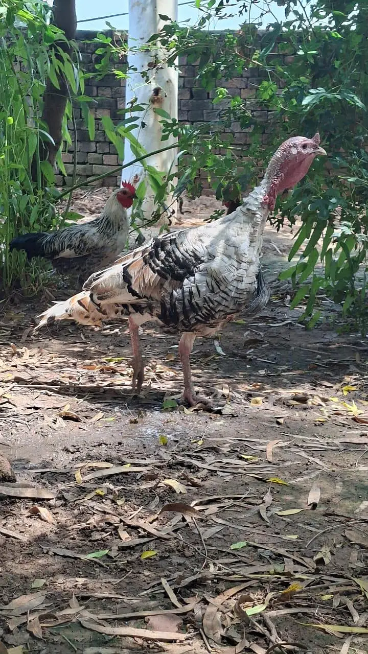 Turkey Birds — photo 4