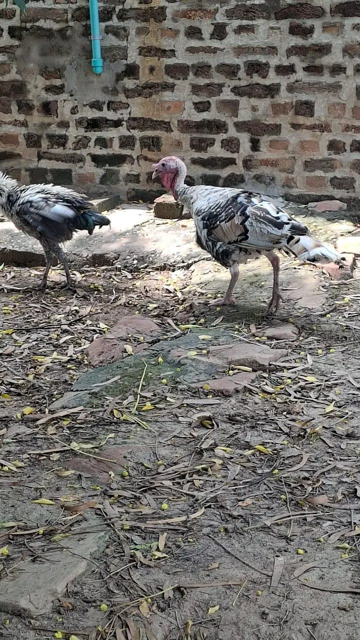 Turkey Birds — photo 5