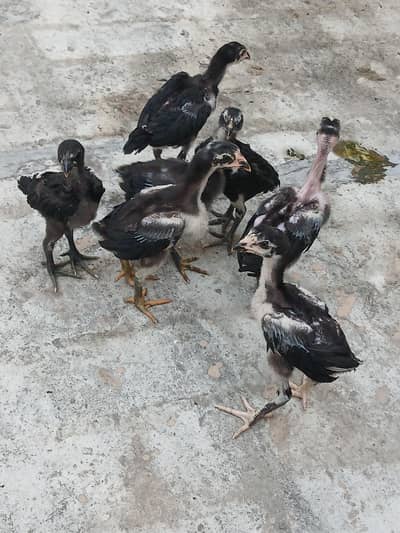 pure thai pakoy chicks and dragon chicks