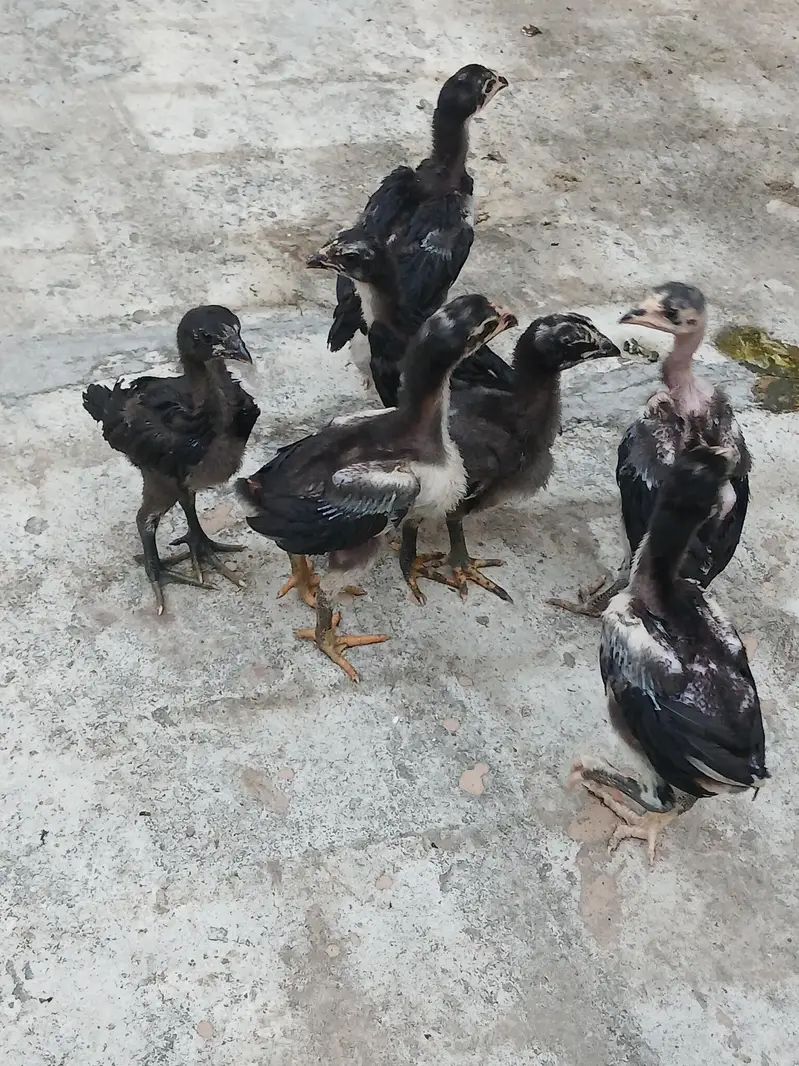 pure thai pakoy chicks and dragon chicks — photo 2