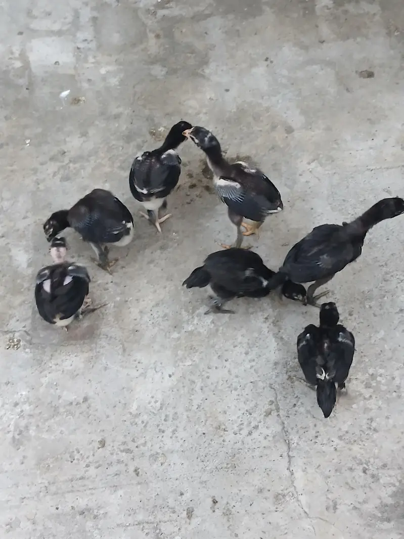 pure thai pakoy chicks and dragon chicks — photo 3