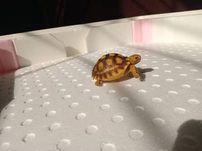 Sulcata Tortoise