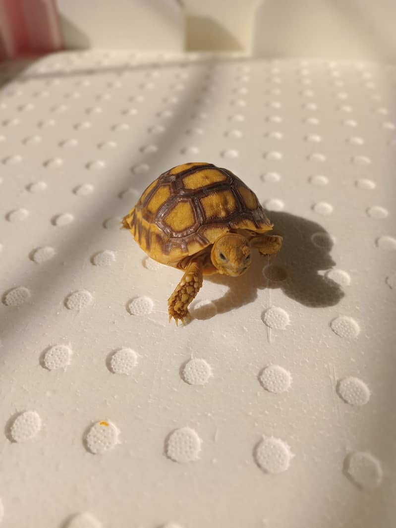 Sulcata Tortoise 1