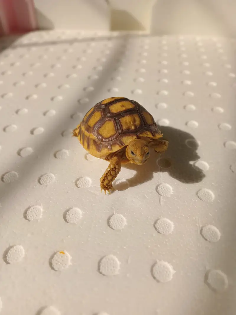 Sulcata Tortoise — photo 2