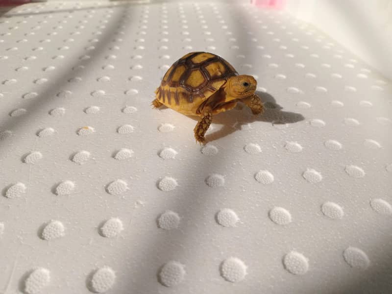Sulcata Tortoise 2