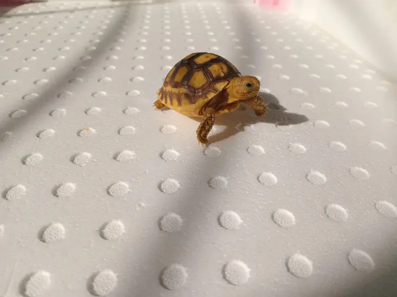Sulcata Tortoise — photo 3