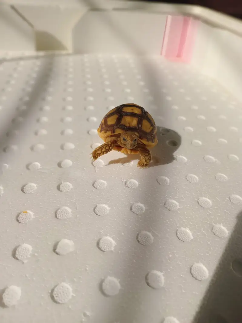 Sulcata Tortoise — photo 4