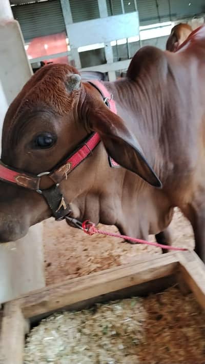 Cholistani & Sahiwal Croos Breed