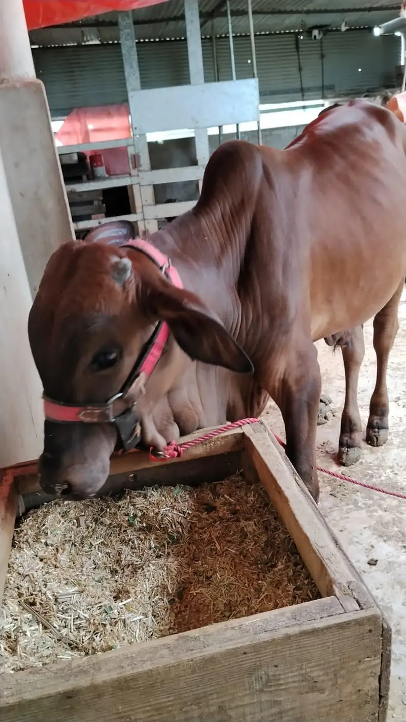 Cholistani & Sahiwal Croos Breed — photo 2