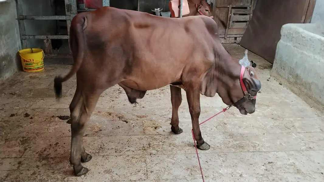 Cholistani & Sahiwal Croos Breed — photo 3