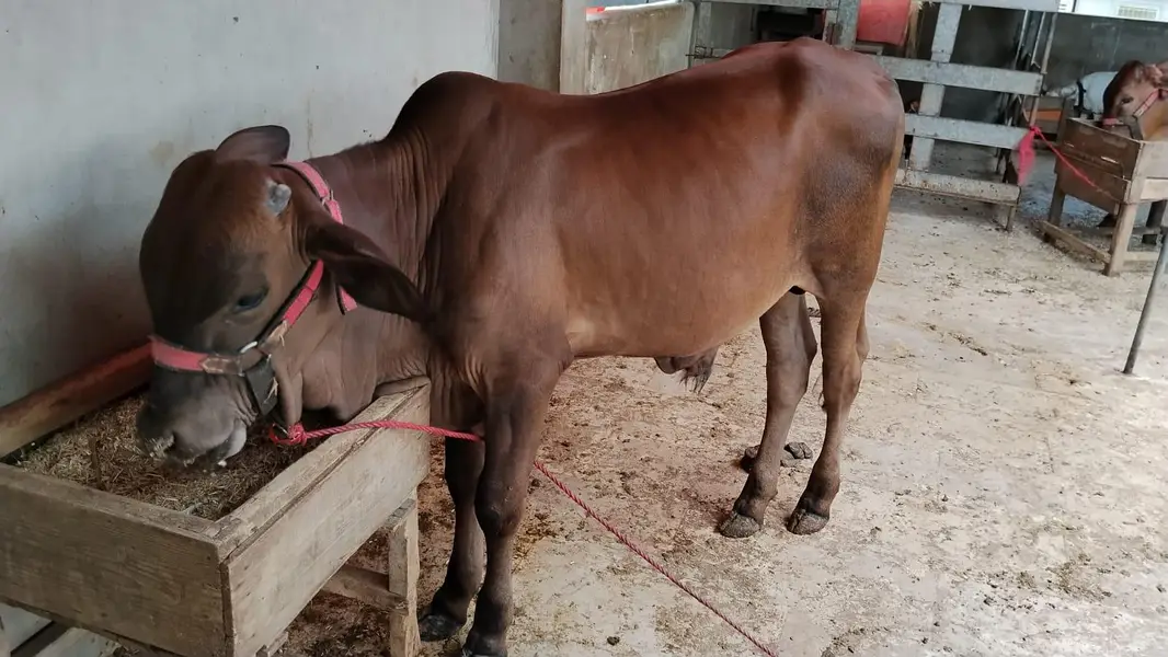 Cholistani & Sahiwal Croos Breed — photo 4