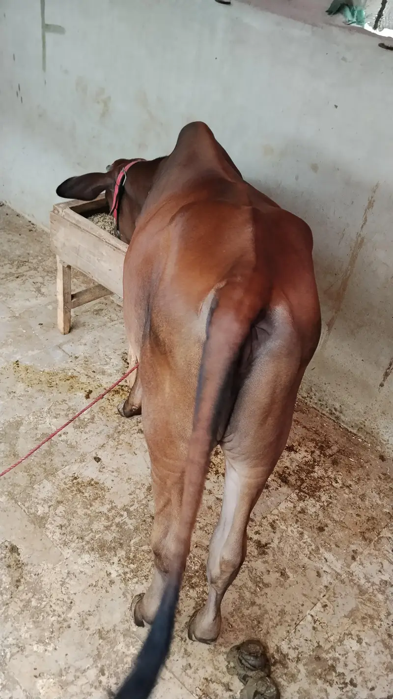 Cholistani & Sahiwal Croos Breed — photo 5