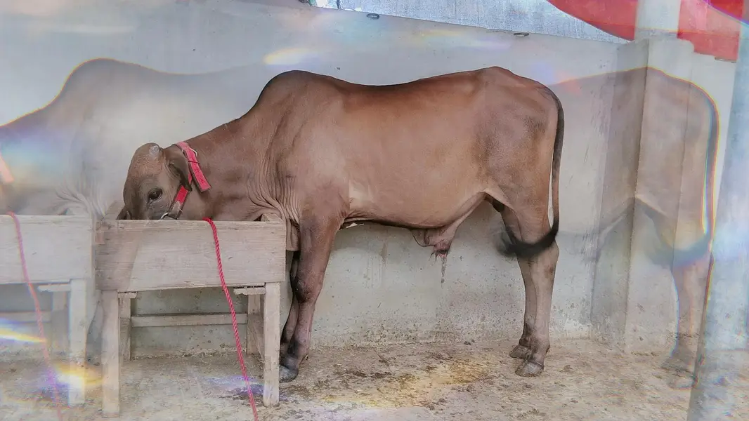 Cholistani & Sahiwal Croos Breed — photo 6