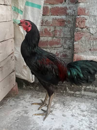 aseel thai