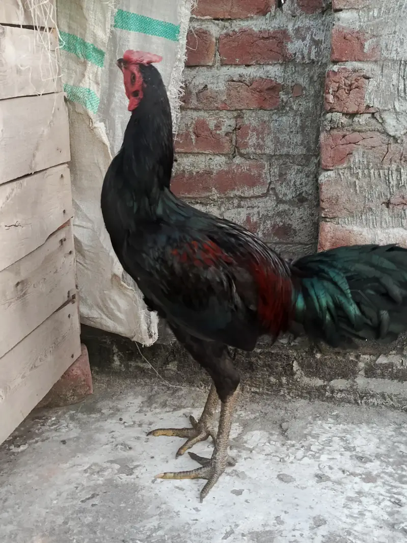 aseel thai — photo 2