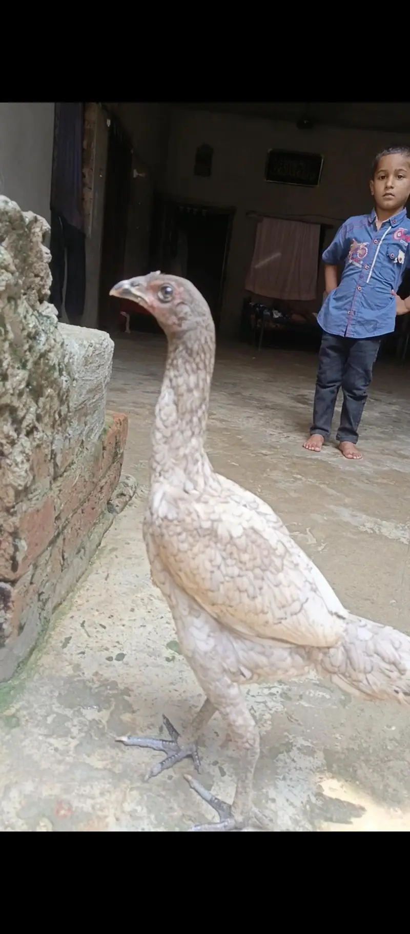 aseel thai — photo 6