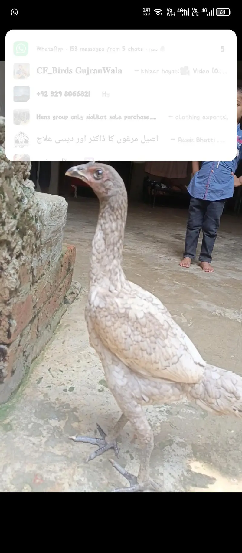 aseel thai — photo 8
