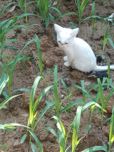 Baby cate for sale