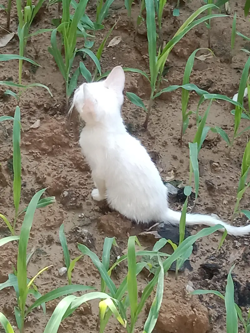 Baby cate for sale — photo 2