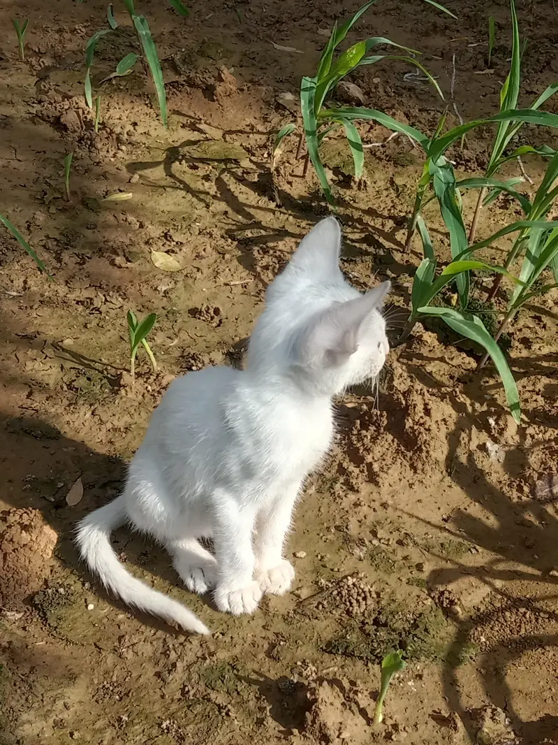 Baby cate for sale — photo 3