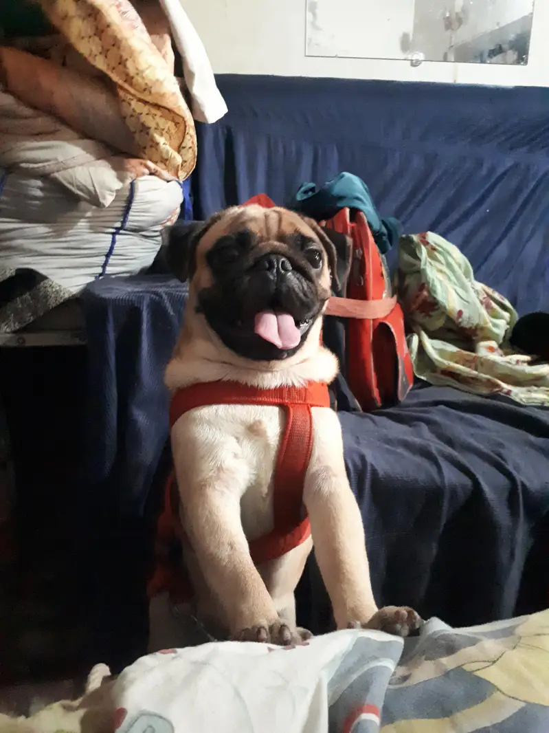 only stud not for sale — photo 2