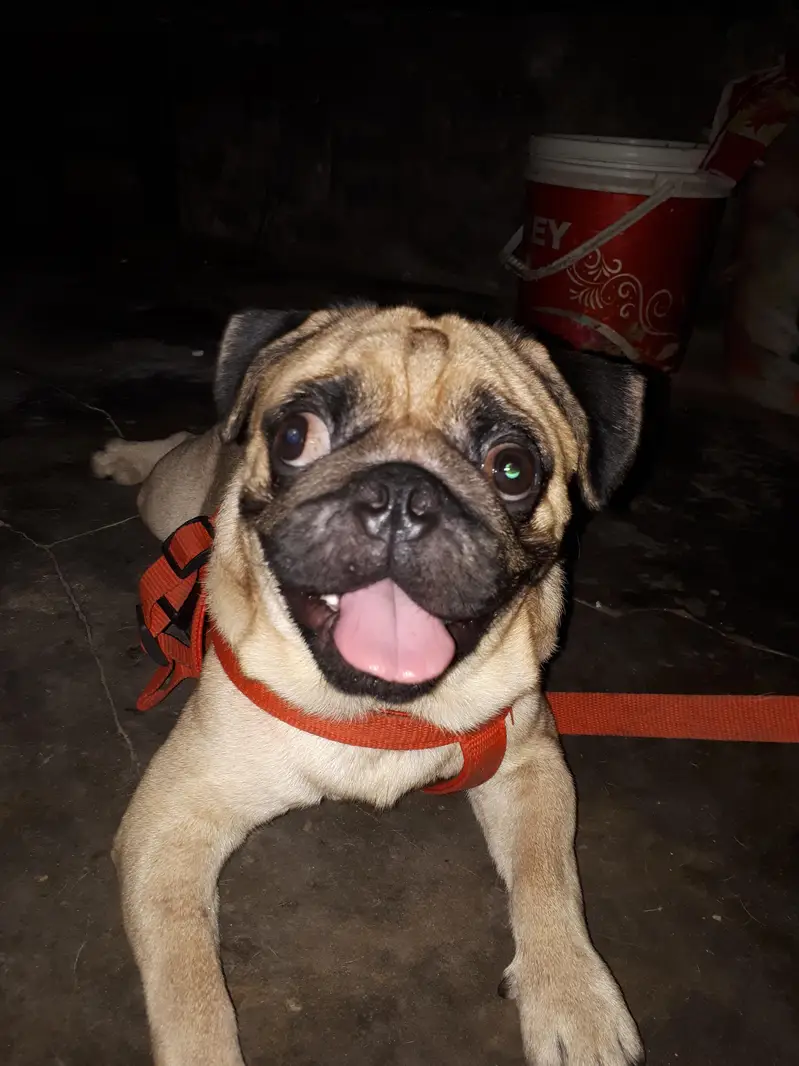 only stud not for sale — photo 3