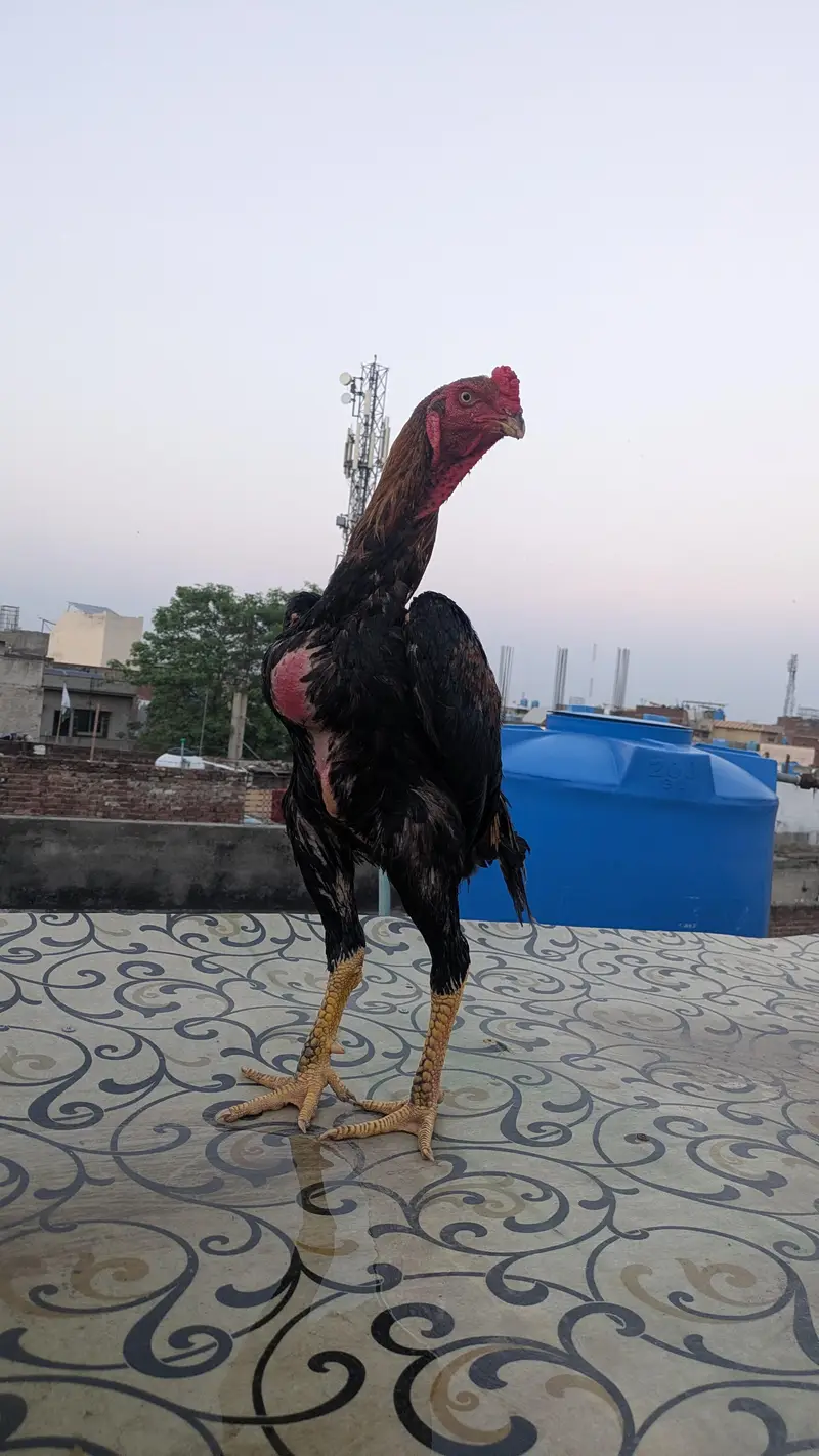 Aseel shamo axhi blood line — photo 5