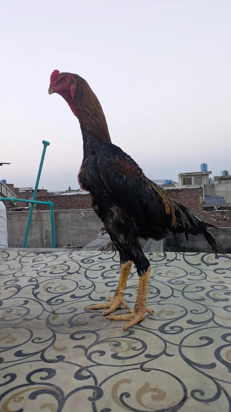 Aseel shamo axhi blood line — photo 6