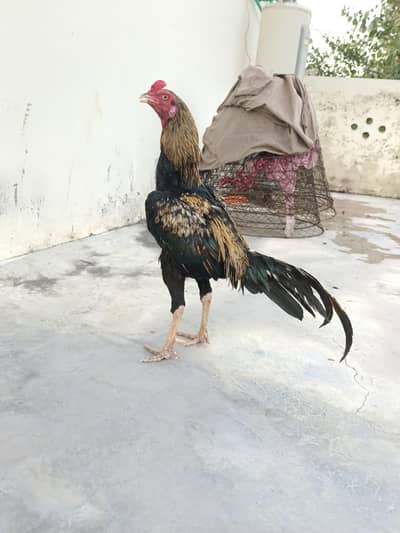 black jawa home breed