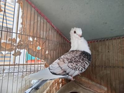 sentinel female