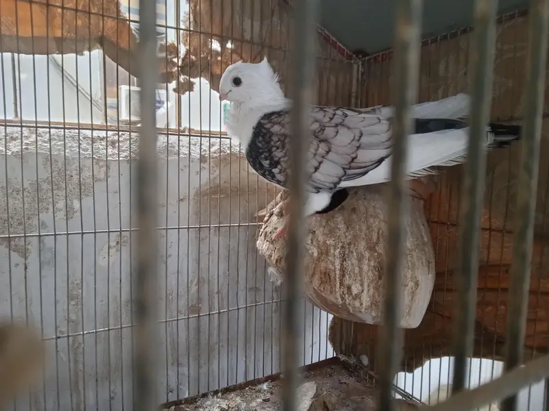 sentinel female — photo 4